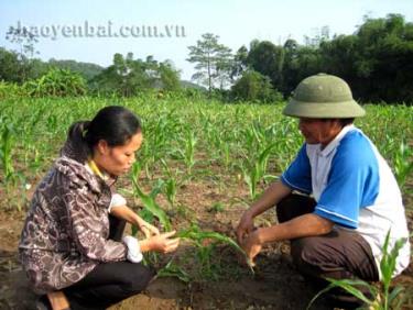 Cán bộ Trạm Khuyến nông thành phố hướng dẫn người dân cách chăm sóc ngô xuân.