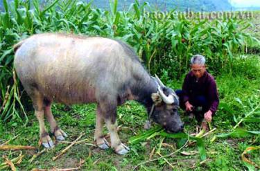 Gia súc được người dân xã Cẩm Nhân (Yên Bình) chăm sóc tốt.
(Ảnh: Đức Hồng)