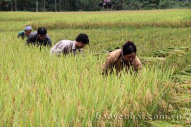 Nông dân xã Liễu Đô thu hoạch lúa đông xuân.
