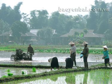 Nông dân phường Tân An tập trung làm đất gieo cấy lúa mùa.