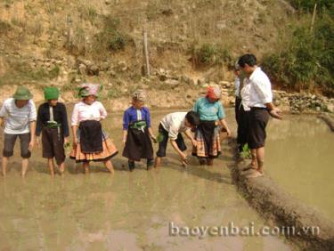 Khuyến nông viên hướng dẫn nông dân xã Trạm Tấu gieo cấy lúa mùa.