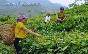 Nông dân Gia Hội thu hái chè Shan.
