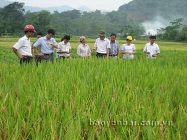 Lãnh đạo Trung tâm Giống cây trồng tỉnh Yên Bái trao đổi với nông dân xã Minh Xuân (Lục Yên) về giống lúa lai Đ.ưu 130.