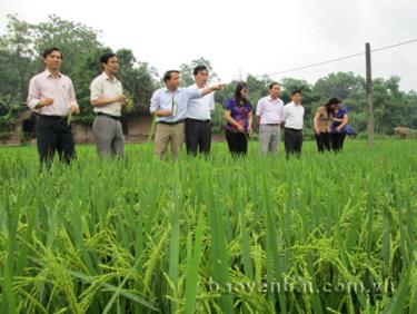 Đồng chí Dương Văn Tiến (thứ 2, trái sang) - Bí thư Huyện ủy Yên Bình thăm cánh đồng lúa xã Bạch Hà.
