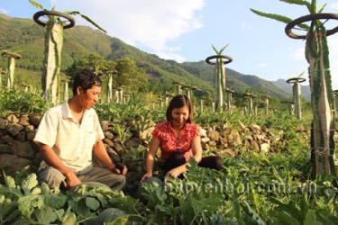 Vợ chồng anh Đức kiểm tra vườn dưa hấu đã đến kỳ thu hoạch.