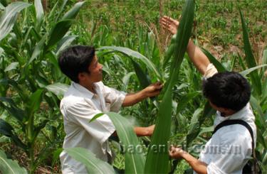 Cây ngô đồi đang được đưa vào trồng thay thế diện tích lúa nương.