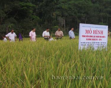 Mô hình giống lúa Hoa Khôi 4.
 
