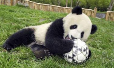 Gấu trúc là loài mới nhất tham gia vào cuộc đua của các loài vật dự đoán kết quả World Cup.
