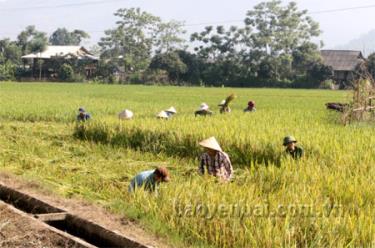 Nông dân xã Nghĩa Lợi thu hoạch lúa chiêm xuân.