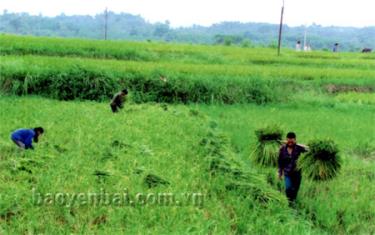 Nông dân thôn 4, xã Đào Thịnh (Trấn Yên) thu hoạch lúa đông xuân.