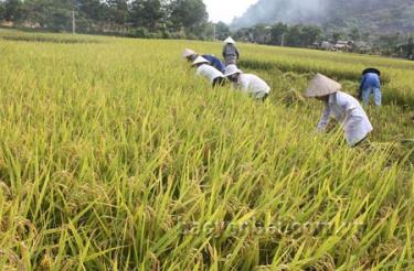 Nông dân xã Minh Xuân thu hoạch lúa đông xuân.
