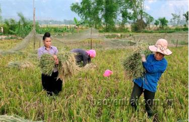 Nông dân phường Tân An thu hoạch lúa chiêm xuân.