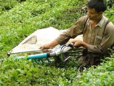 Thu hái chè bằng máy đúng kỹ thuật giúp tăng năng suất và chất lượng nguyên liệu.