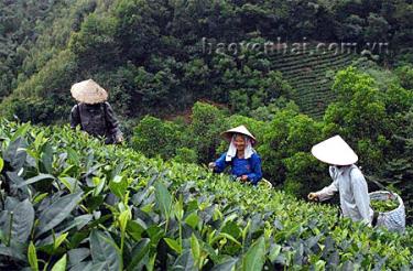 Nông dân thị trấn Yên Bình (Yên Bình) thu hái chè, năng suất đạt 80 tạ/ha.