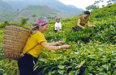 Đồng bào Thái xã Gia Hội thu hái chè Shan.