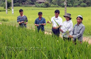 Lãnh đạo Hội Nông dân xã Minh Chuẩn thường xuyên theo dõi sát sao hoạt động sản xuất nông nghiệp của địa phương.
