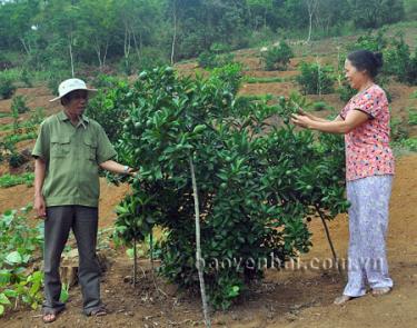 Khai thác tiềm năng đất đai để trồng cây ăn quả là một trong những thế mạnh kinh tế của Yên Bái, đang được nhiều hội viên cựu chiến binh tập trung khai thác.