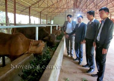 Trong nhiệm kỳ mới, Đảng bộ thị trấn Mậu A xác định tiếp tục đẩy mạnh và nhân rộng các mô hình chăn nuôi gia súc tập trung.