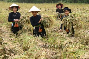 Niềm vui được mùa của nông dân Lục Yên .
(Ảnh: Thanh Miền)