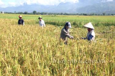 Nông dân huyện Văn Yên thu hoạch lúa chiêm xuân.