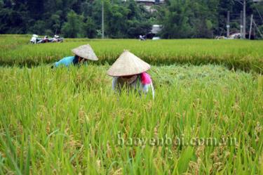 Nông dân xã Hát Lừu khẩn trương thu hoạch lúa chiêm xuân.