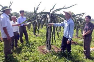 Lãnh đạo xã Minh Tiến thăm mô hình trồng cây thanh long ruột đỏ của hộ ông Hoàng Văn Tình, thôn 2.
