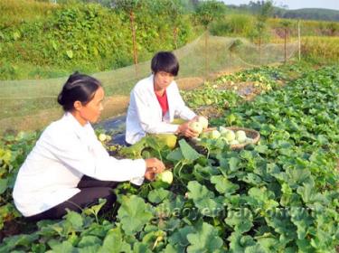 Nông dân An Bình tích cực thâm canh, chuyển đổi giống cây trồng để tăng thu nhập.