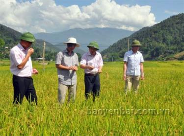 Đồng chí Hoàng Xuân Nguyên (thứ 2 từ phải sang) kiểm tra mô hình lúa DS3 tại xã Hát Lừu, huyện Trạm Tấu
