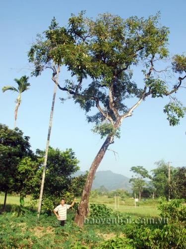 Ông Hoàng Văn Nuôi bên cây hồng cổ thụ của gia đình.