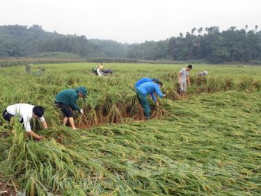 Đoàn viên thanh niên thôn Cống Đá, xã Âu Lâu, thành phố Yên Bái giúp nhân dân khắc phục hậu quả mưa lũ.
