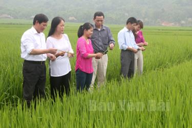 Lãnh đạo xã Minh Xuân kiểm tra sản xuất lúa vụ chiêm xuân.
