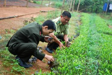 Cán bộ Hạt Kiểm lâm huyện kiểm tra chất lượng cây giống đưa vào trồng rừng hàng năm.
