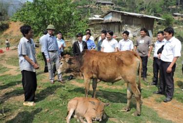 Lãnh đạo huyện Trạm Tấu kiểm tra mô hình chăn nuôi bò từ nguồn vốn hỗ trợ của WB.