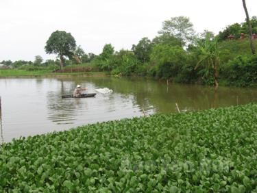 Bà con nên thả bèo tây để tạo chỗ trú cho cá trong những ngày nắng nóng.
