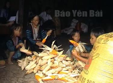 Mùa thu hoạch của đồng bào Mông ở Hồng Ca (Trấn Yên).
