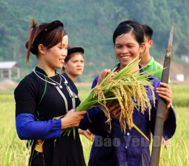 Giống lúa mới được hội viên phụ nữ xã Tân Hợp đưa vào gieo cấy đạt năng suất, chất lượng cao.
