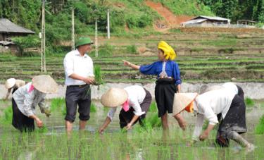 Lãnh đạo xã Hát Lừu kiểm tra, động viên người dân lao động sản xuất, chuyển đổi cơ cấu giống lúa để xóa đói giảm nghèo.
(Ảnh: Thanh Hương)