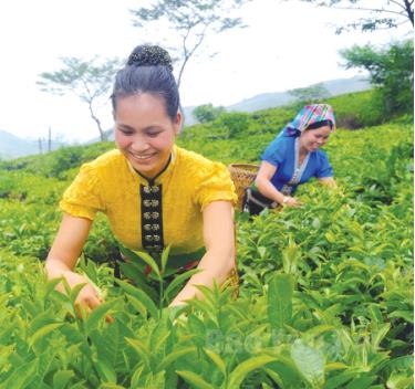 Cuộc tổng điều tra năm 2016 góp phần xây dựng các chỉ tiêu, giải pháp phát triển kinh tế nông nghiệp - nông thôn. Ảnh: Nông dân huyện Văn Chấn thu hái chè. (Ảnh: Hoàng Nhâm)