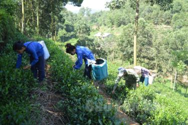 Yên Bái đã quy hoạch và phát triển vùng chè trên 11.000 ha. 
Ảnh: Nông dân xã Bảo Hưng (Trấn Yên) thu hái chè.