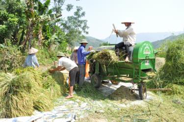 Nông dân xã Đại Phác thu hoạch lúa mùa.