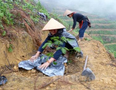 Nông dân Văn Chấn chăm sóc rừng mới trồng.
