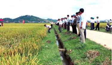 Các đại biểu tham quan mô hình khảo nghiệm giống lúa Hương Bình tại thôn Đầm Vông, xã Âu Lâu.