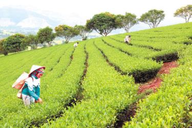 Nông dân huyện Văn Chấn thu hái chè xuân.
