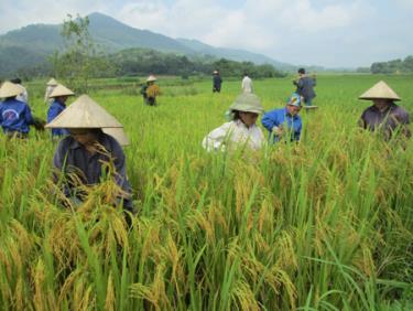 Nông dân huyện Yên Bình thu hoạch lúa xuân.