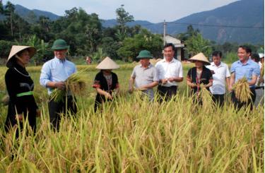 Các đồng chí lãnh đạo huyện Yên Bình kiểm tra năng suất lúa vụ đông xuân tại xã Bạch Hà.