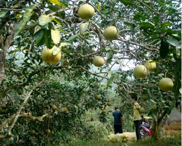 Cây bưởi mang lại nguồn thu nhập lớn cho người dân Đại Minh, huyện Yên Bình. Ảnh MQ