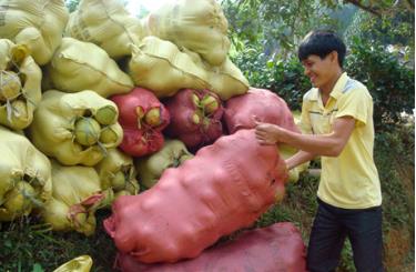 Bưởi Đại Minh đã có thương hiệu trên thị trường, góp phần nâng cao thu nhập cho người dân.
