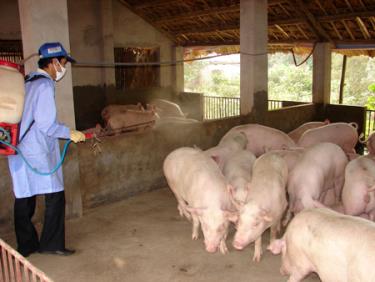 Cán bộ thú y phun thuốc tiêu độc, khử trùng tại chuồng trại cho các hộ chăn nuôi.