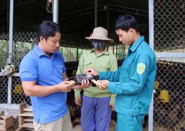 Là người đầu tiên mang giống gà Minh Dư về Yên Bái, đến nay, gia đình anh Nguyễn Tiến Sơn, xã Minh Quán, Trấn Yên có 2 vạn con gà.