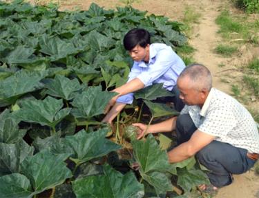 Ông Hà Văn Toan, thôn Tành Hanh cùng cán bộ Hội Nông dân xã kiểm tra sinh trưởng của bí đỏ.